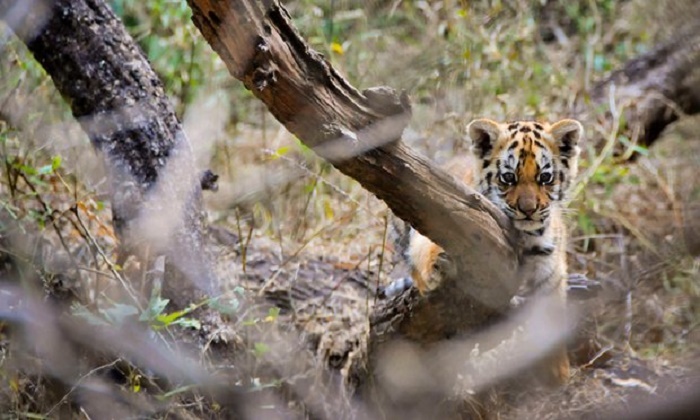 Asian transport projects may thwart efforts to save world`s tigers 